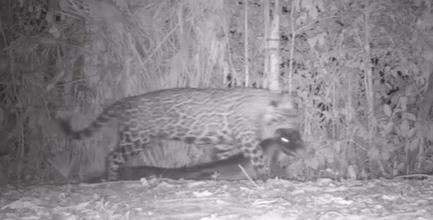 Onça carregando jacaré