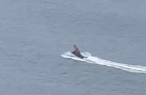 Dinossauro foi flagrado andando de moto aqu&aacute;tica – Foto: Reprodu&ccedil;&atilde;o/Internet