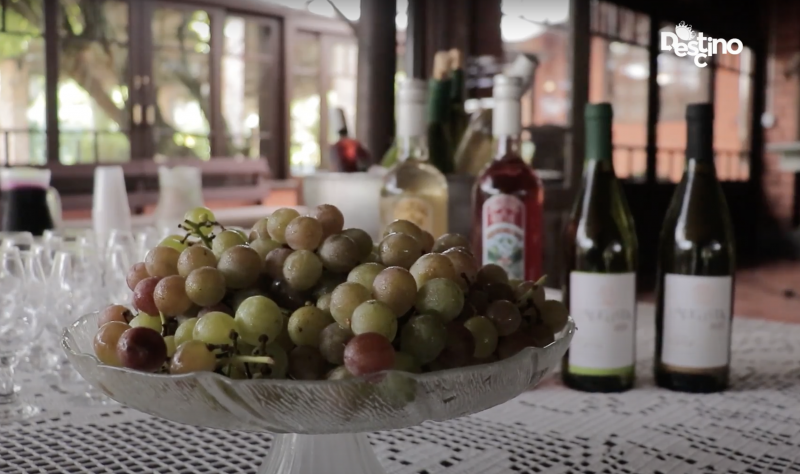 Por ser um vinho de ver&atilde;o, em janeiro acontece a colheita das uvas&nbsp;– Foto: Divulga&ccedil;&atilde;o/NDTV