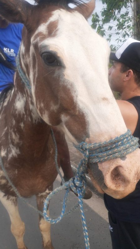 O cavalo Tubiano – Foto: Divulga&ccedil;&atilde;o/ND