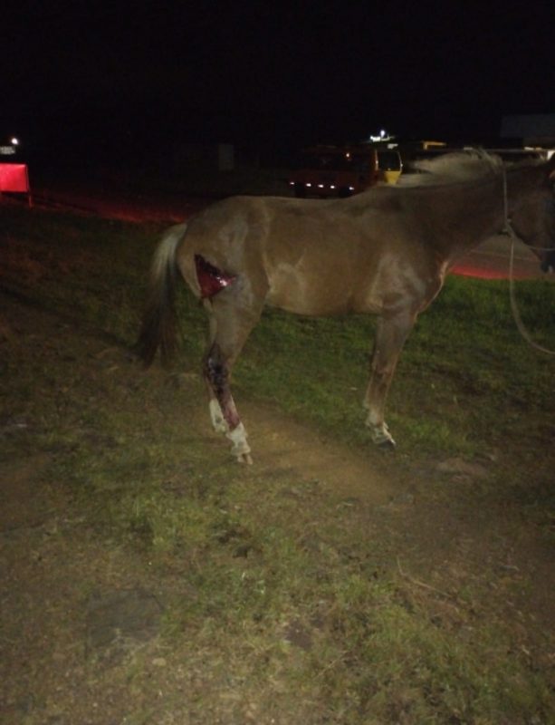 Cavalo foi atendido por um m&eacute;dico veterin&aacute;rio – Foto: PMRv/Divulga&ccedil;&atilde;o/ND