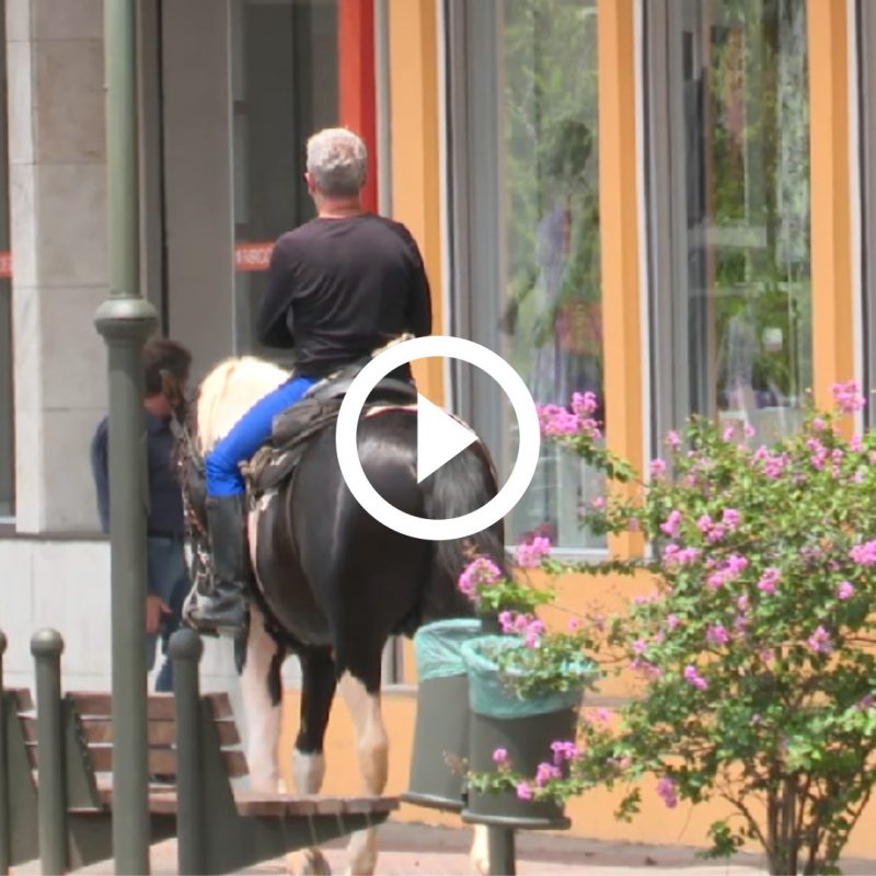 Cavalo &eacute; visto ‘dando um rol&ecirc;’ em rua movimentada de Blumenau e cena chama a aten&ccedil;&atilde;o – Foto: Reprodu&ccedil;&atilde;o/ND