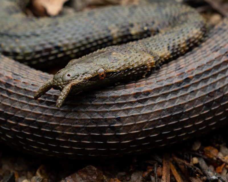 Conheça a cobra de tentáculos