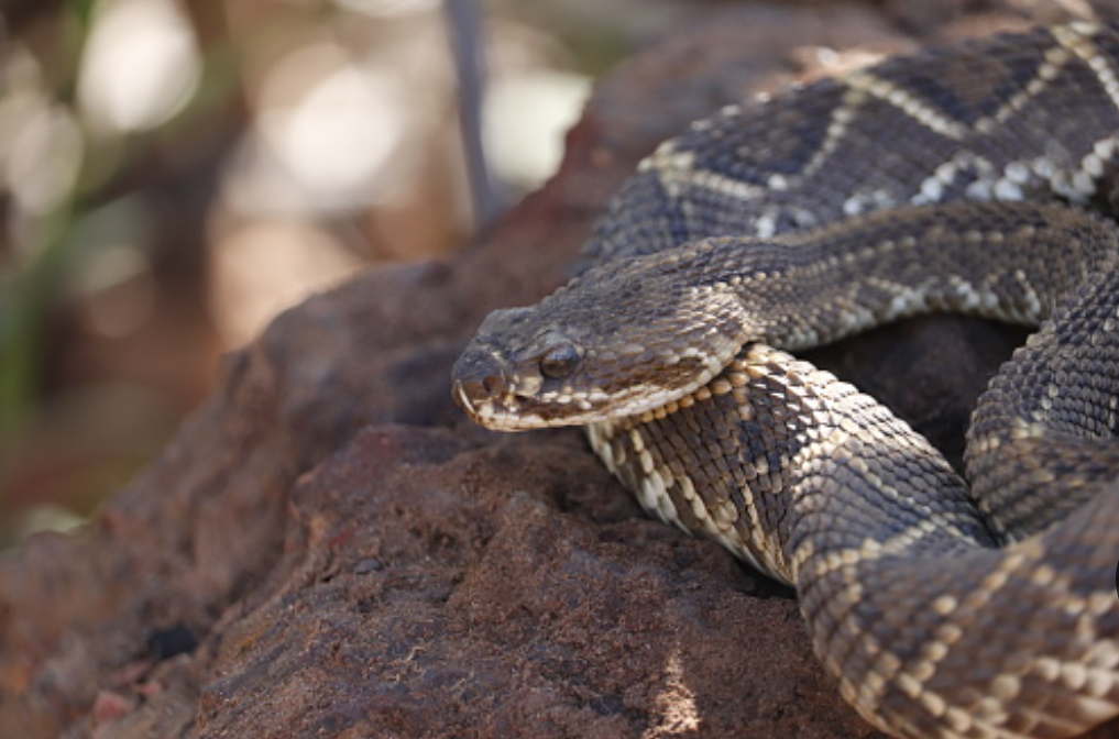 Esta é a cobra que mais pica pessoas no Brasil: cuidado ao cruzar