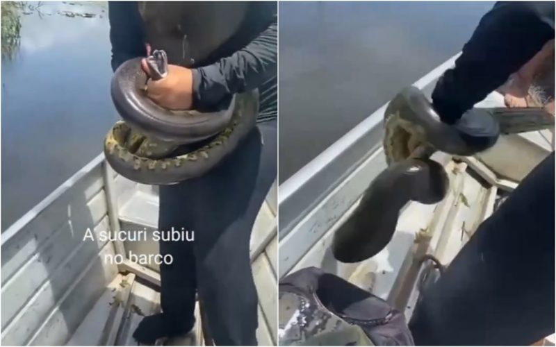 sucuri, pescadores, barco