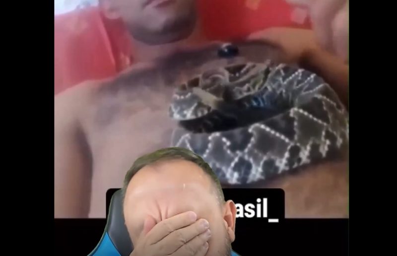 cascavel na barriga de homem