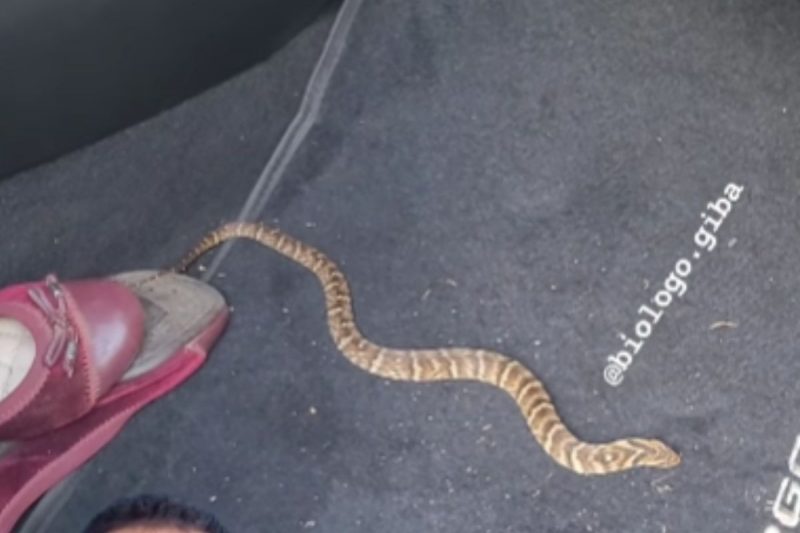 Cobra foi flagrada querendo dar uma voltinha no carro – Foto: Gilberto Duwe/Reprodu&ccedil;&atilde;o