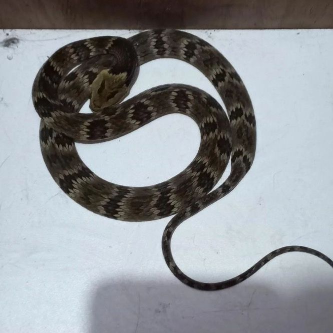 Cobra de mais de um metro &eacute; encontrada em creche e assusta professores em SC – Foto: Divulga&ccedil;&atilde;o/Corpo de Bombeiros Volunt&aacute;rios de Vitor Meireles