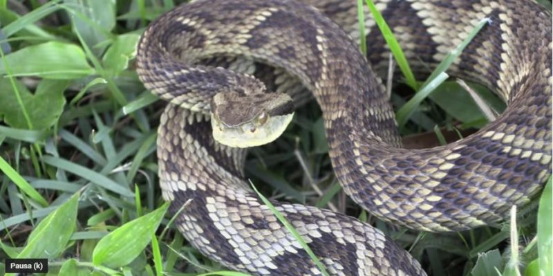 Cobra. As características das cobras e serpentes peçonhentas