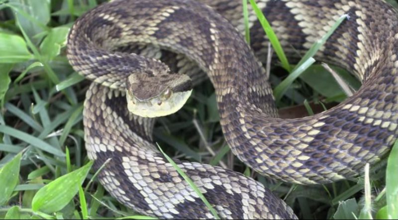 This Wednesday, volunteer firefighters rescued a venomous animal at dawn (29) – Photo: Arquivo/Reproduction/Animals/ND