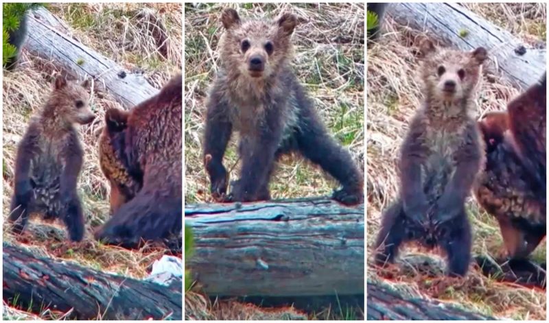 Pequeno filhote de urso se levanta e cativa o mundo – Foto: LatestSightings/Reprodu&ccedil;&atilde;o/ND