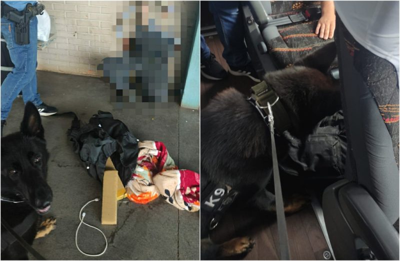 cão achou a maconha dentro do ônibus