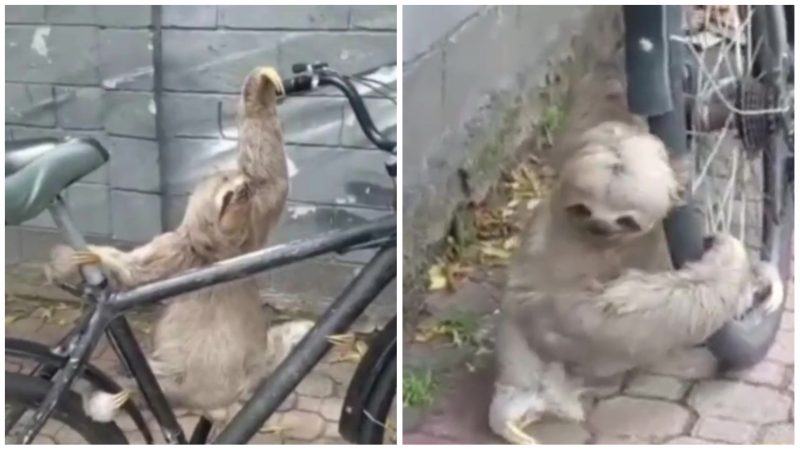 Um bicho-pregui&ccedil;a “ciclista” causou a maior confus&atilde;o ao se agarrar em uma bicicleta e se recusar a soltar – Foto: Reprodu&ccedil;&atilde;o/Internet /ND