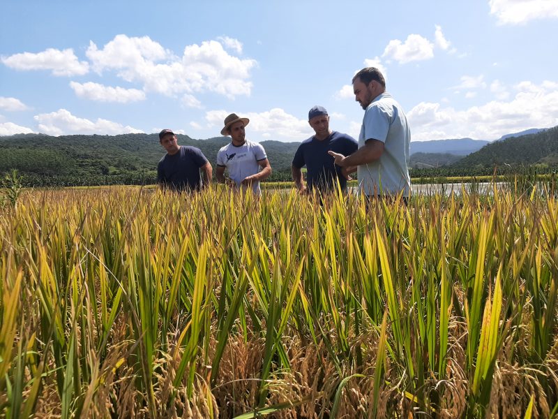 Atualmente, a ind&uacute;stria do arroz em Pouso Redondo, produz cerca de 1,6 milh&atilde;o de sacas por ano – Foto: Divulga&ccedil;&atilde;o