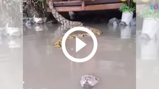 (Vídeo) Biólogo é atacado por serpente enquanto gravava vídeo em
