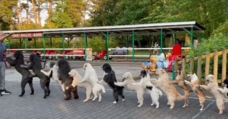 Dan&ccedil;a entrou para o livro dos recordes – Foto: Reprodu&ccedil;&atilde;o/@GWR/ND