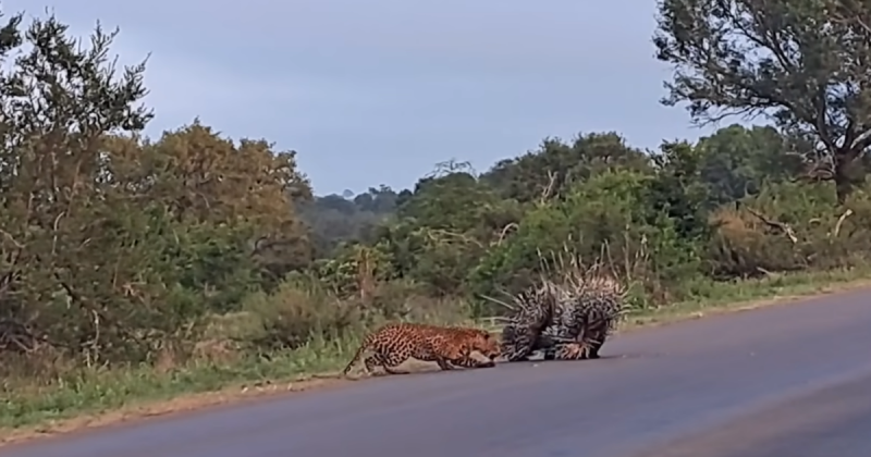 Os espinhos do casal de animais foram muito eficientes na hora de se defender do predador – Foto: YouTube/Reprodu&ccedil;&atilde;o/ND