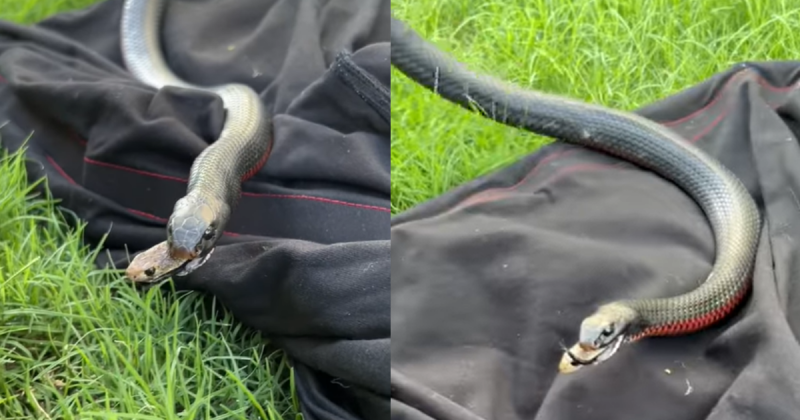 Vídeo: cobra sai de dentro de outra serpente durante resgate