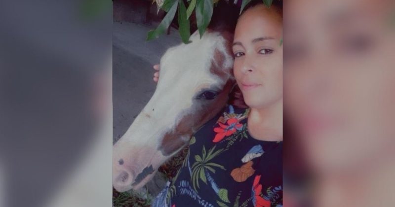 Tutora reencontra cavalo que foi levado por correnteza em Crici&uacute;ma – Foto: Divulga&ccedil;&atilde;o/ND