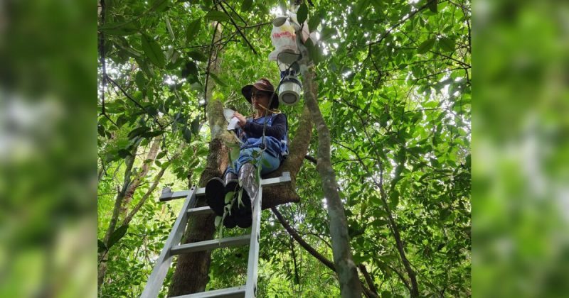 S&atilde;o Martinho participa de a&ccedil;&atilde;o pioneira para rastrear mosquitos transmissores da febre amarela – Foto: Dive/Divulga&ccedil;&atilde;o/ND