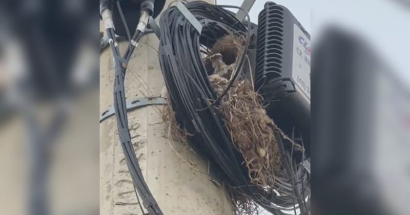 Bem-te-vi faz ninho em emaranhado de fios e chama aten&ccedil;&atilde;o em Crici&uacute;m – Foto: Divulga&ccedil;&atilde;o/ND