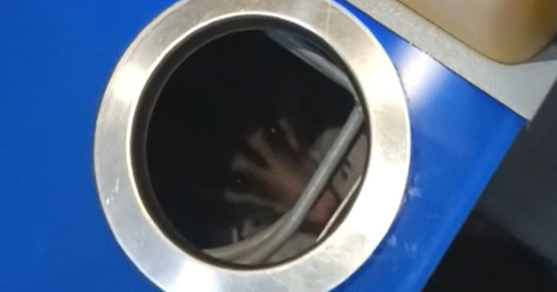 Gamb&aacute; &eacute; encontrado dentro de caixa eletr&ocirc;nico em banco de SC – Foto: Divulga&ccedil;&atilde;o/ND