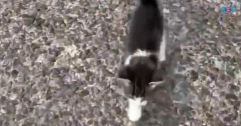 Filhote de gato estava na estrada – Foto: Reprodu&ccedil;&atilde;o/amigodequatropatas_oficial/ND