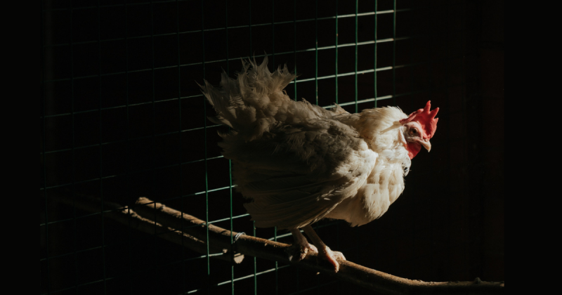 Em Canoinhas, o rebanho de galinhas o mais numeroso: s&atilde;o 372.927 aves&nbsp; – Foto: Pexels/Reprodu&ccedil;&atilde;o/ND