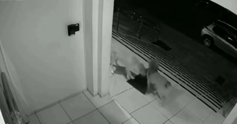 ‘Bandidinhos’, c&acirc;mera flagra cachorros furtando tapete e cena viraliza na web – Foto: Internet/Reprodu&ccedil;&atilde;o/ND