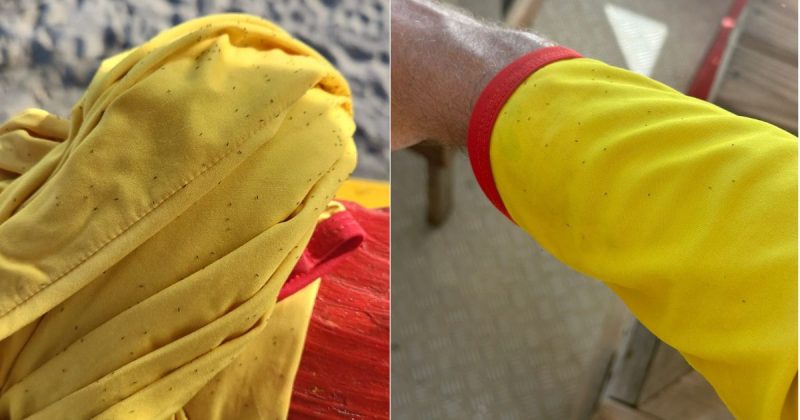 ‘Nuvem’ de insetos infesta praias de SC e RS e amostras apontam para ‘pragas de planta&ccedil;&atilde;o’ – Foto: CBMSC/Divulga&ccedil;&atilde;o/ND