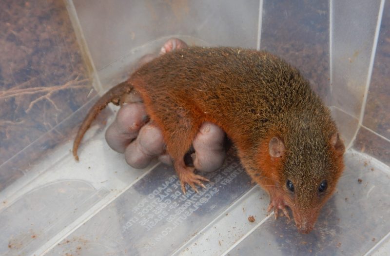 Animal estava ao lado da BR-163 – Foto: DNIT/ND