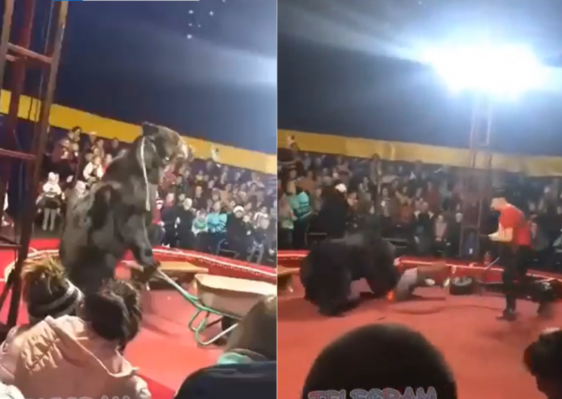 Urso ataca treinador durante show em circo russo, na &uacute;ltima quarta-feira (25) – Foto: @FightHaven/Twitter/Reprodu&ccedil;&atilde;o/ND