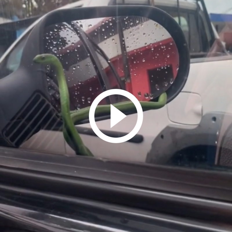 ‘Menina a cobra t&aacute; no vidro’: Animal pega ‘carona’ e viaja no cap&ocirc; do carro – Foto: Reprodu&ccedil;&atilde;o/ND