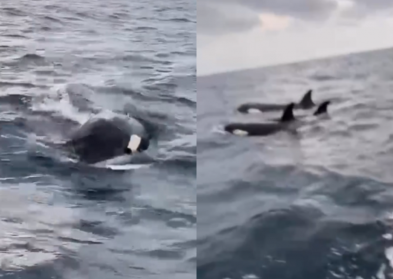 Orcas s&atilde;o avistadas pr&oacute;ximo da costa nesta ter&ccedil;a-feira (31) – Foto: Bluefishing/Reprodu&ccedil;&atilde;o autorizada/ND