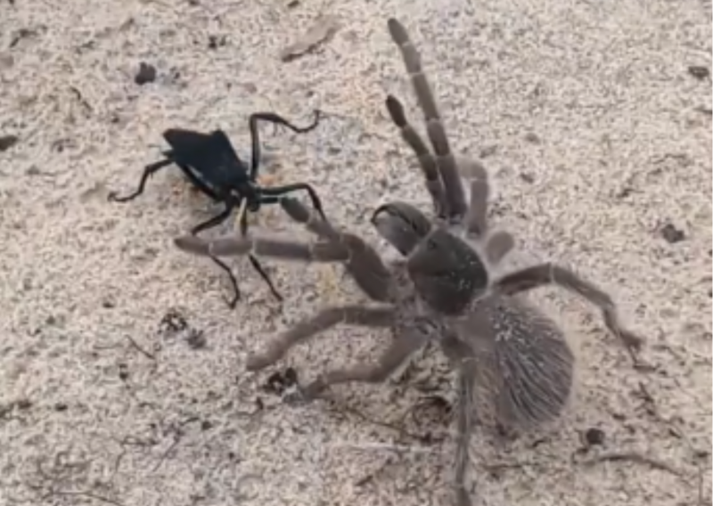 Aranha armadeira e vespa cavalo do cão qual vai vencer? 