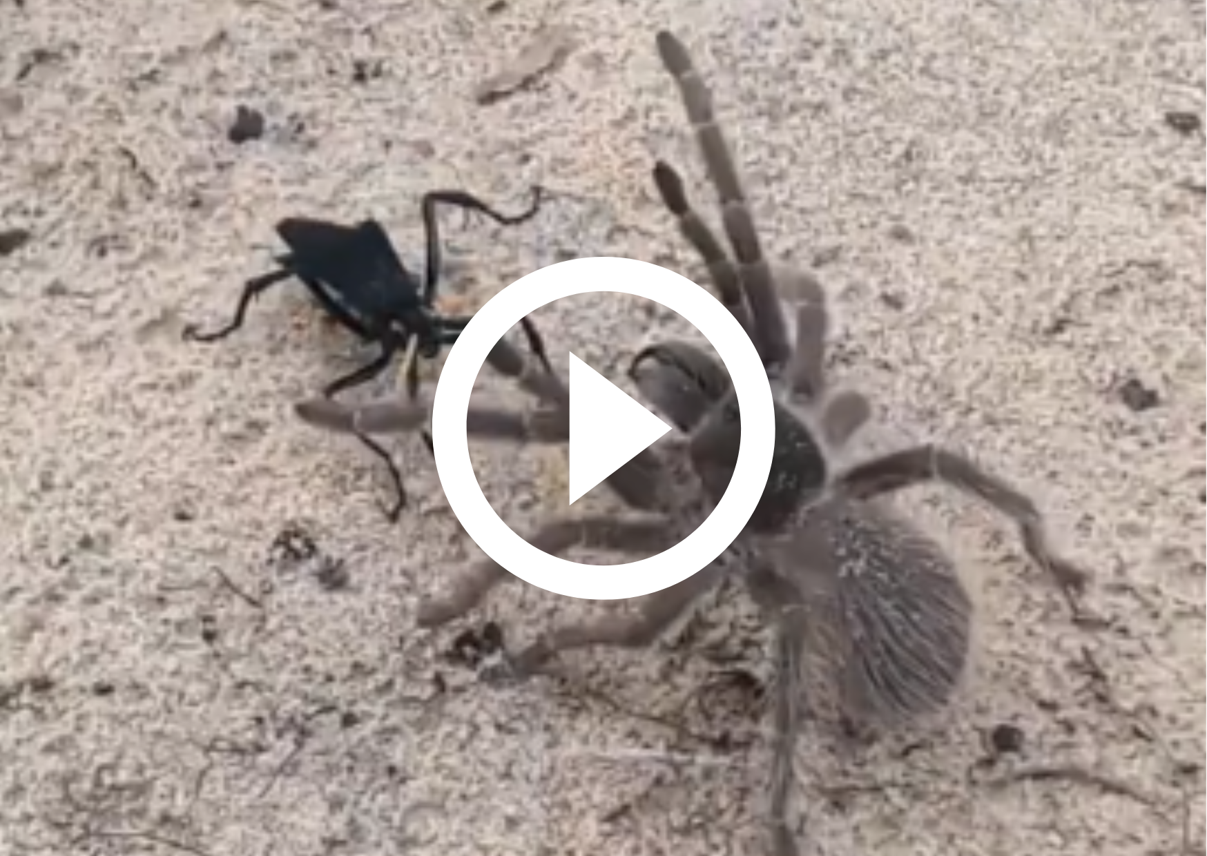 VÍDEO: Vespa 'cavalo-do-cão' trava duelo mortal contra aranha caranguejeira