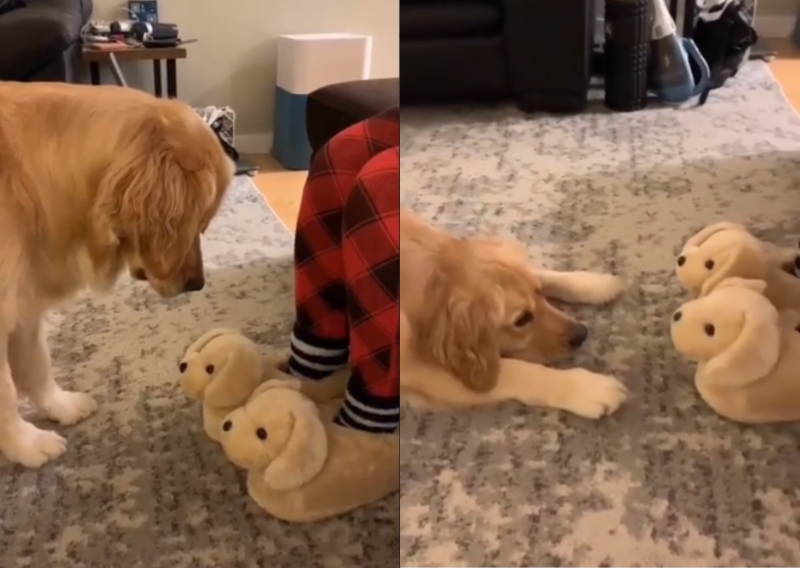 Netizens are amused by Golden's reaction to a pair of new slippers - Photo: @missgoldenmolly/Instagram/ND