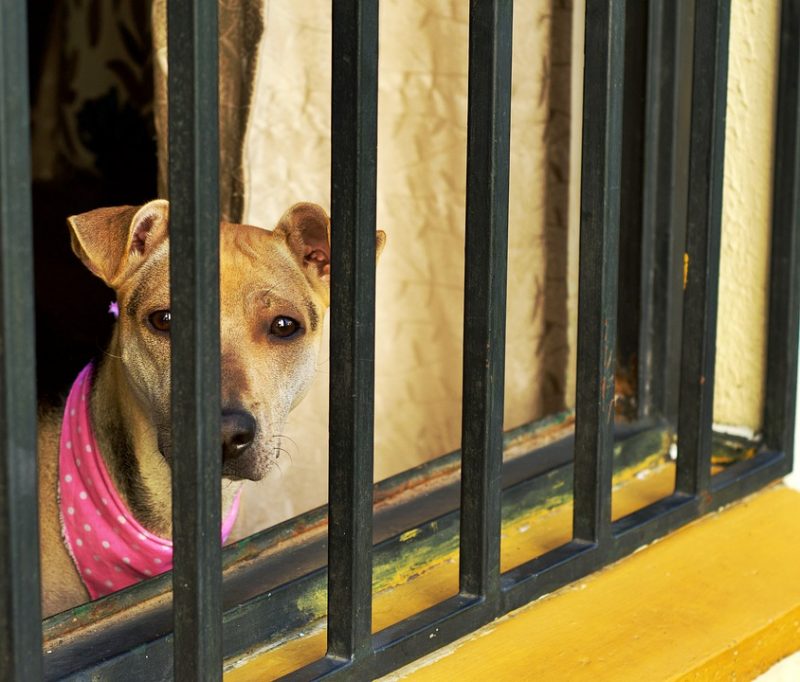 Veterin&aacute;rios que atuavam no local foram afastados – Foto: Pixabay/Ilustrativa/Reprodu&ccedil;&atilde;o/ND