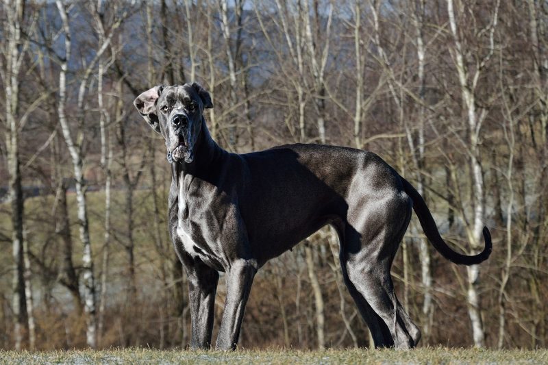Like Scooby-Doo, the Great Dane, the breed the character is inspired by, is also a big, good-natured companion dog.  Animals of this breed can weigh more than 30 kg and have a height of 50 cm (centimeters) — Photo: Martin Taimr / Pixabay / ND