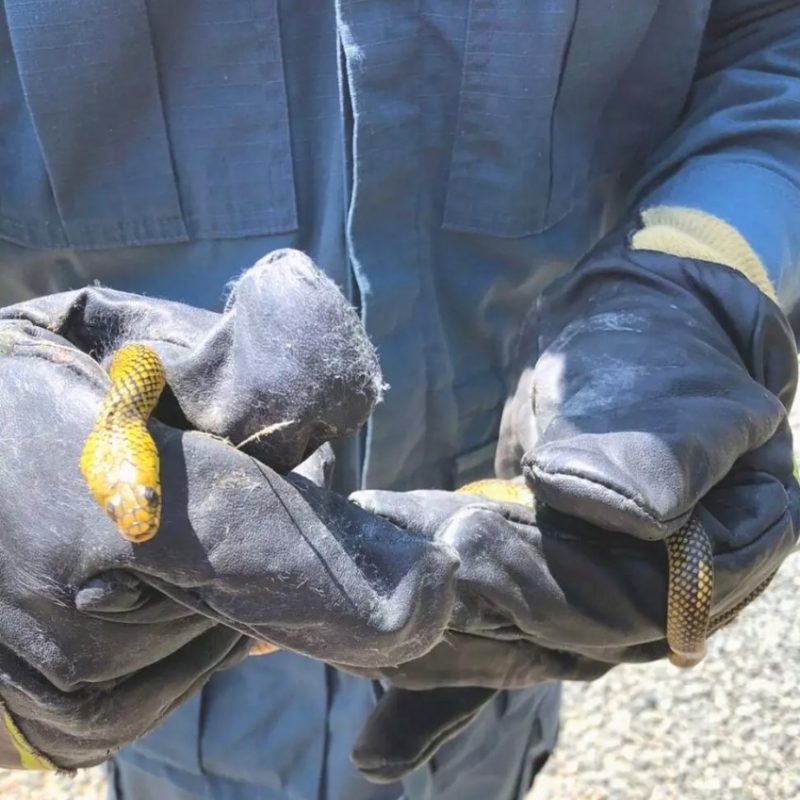Cobra dormideira foi resgatada em piscina de uma casa de Blumenau nesta segunda-feira (20) – Foto: Arquivo/Corpo de Bombeiros/Divulga&ccedil;&atilde;o/ND
