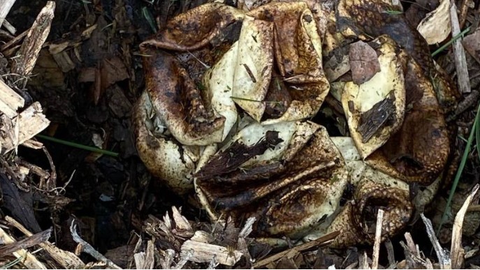 Ovos eclodiram ap&oacute;s serem mantidos em casa de morador – Foto: Redes Sociais/Divulga&ccedil;&atilde;o/ND