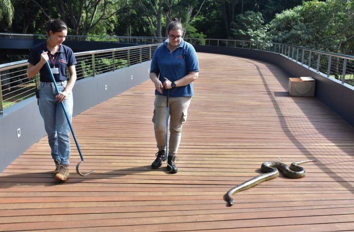A sucuri-verde do Bioparque Pantanal, duas vezes por semana, sa&iacute; do tanque em que vive para tomar banho de sol. &mdash; Foto: Eduardo Coutinho/Bioparque Pantanal
