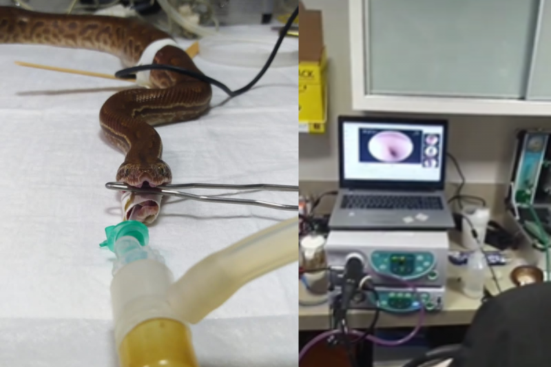 Three-year-old boa passed tests after eating problems - Photo: Priscila Müller/Disclosure/ND