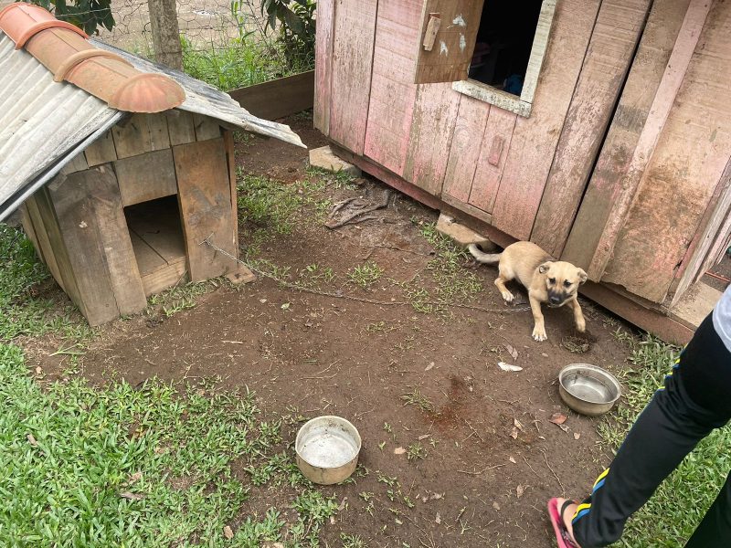 Cachorros estavam presos em correntes curtas, sem possibilidade de locomo&ccedil;&atilde;o adequada – Foto: Pol&iacute;cia Civil/Divulga&ccedil;&atilde;o/ND