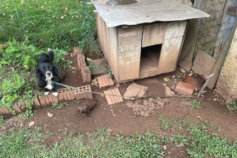 Cachorros estavam presos em correntes curtas, sem possibilidade de locomo&ccedil;&atilde;o adequada – Foto: Pol&iacute;cia Civil/Divulga&ccedil;&atilde;o/ND