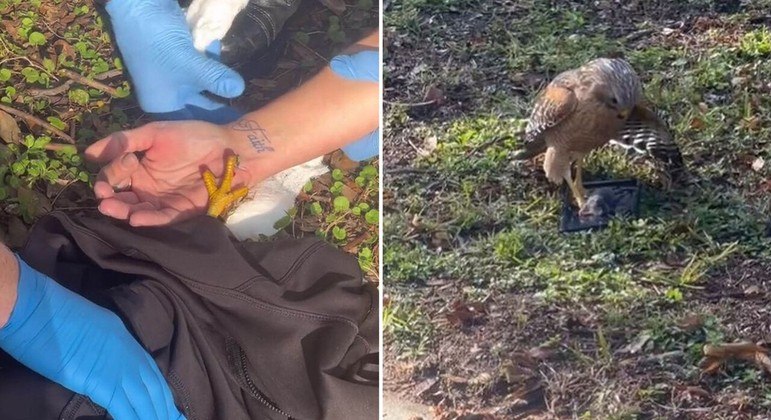 Após ajudar um falcão ferido, a ave enterrou as garras afiadas bem na mão da mulher