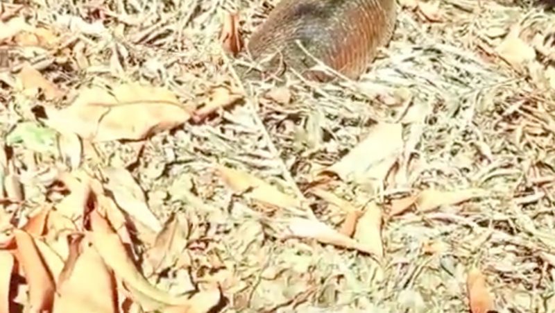 Sucuri estava camuflada entre a folhagemL susto!