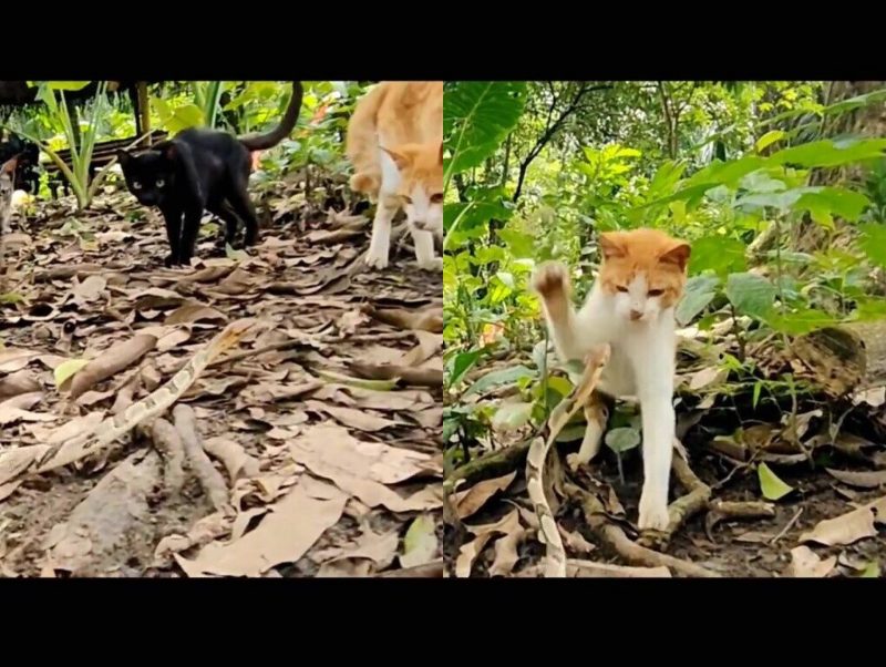 A agilidade e tranquilidade do gatinho em dar um tapa na cobra impressiona. – Foto: Tiktok/Reprodu&ccedil;&atilde;o/Divulga&ccedil;&atilde;o/ND