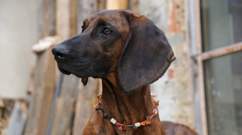 Mickey's moon Pluto is a bloodhound.  The breed is known for being gentle and very docile, in addition to being large.  It can weigh 44 kg and measure 65 cm. – Photo: e2grafikwerkstatt/Pixabay/