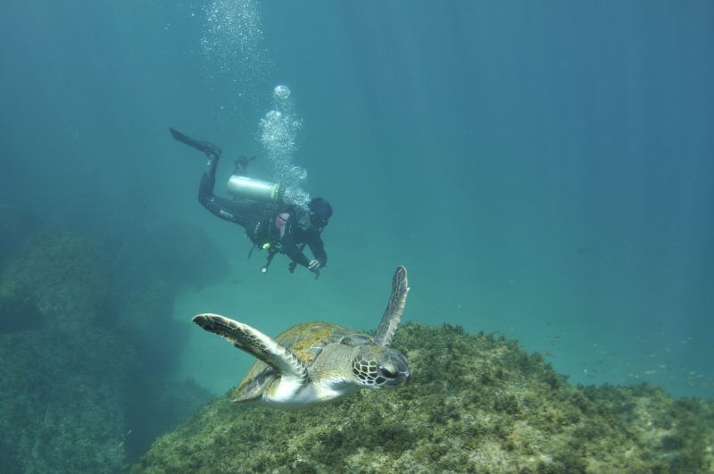 Foto do fundo do mar. Em primeiro plano aparece uma tartaruga e ao fundo um mergulhador com cilindro nas costas. 